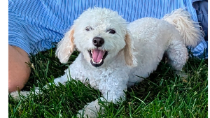 Lost Pet: Millie