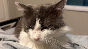 Lost Pet: Daisy