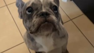 Lost Pet: Shotta