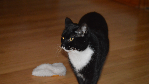Lost Pet: Chompers