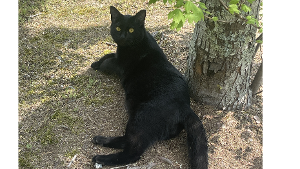 Lost Pet: Ringo