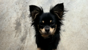 Lost Pet: Cleo