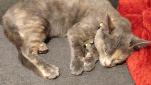 Lost Pet: Sage