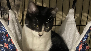 Lost Pet: Oreo