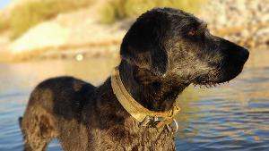 Lost Pet: Blaze