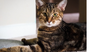 Lost Pet: Cookie