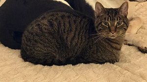 Lost Pet: Maverick