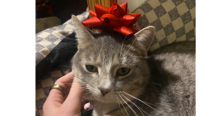 Lost Pet: Raquelle