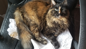 Lost Pet: Fallon