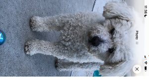Lost Pet: Nico