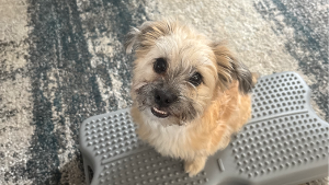 Lost Pet: Chirp