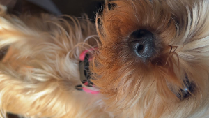 Lost Pet: Malani