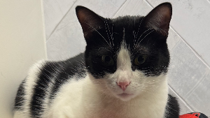 Lost Pet: BB
