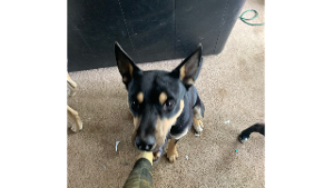Lost Pet: Bandit