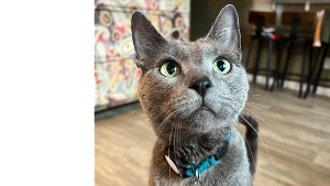 Lost Pet: Clash