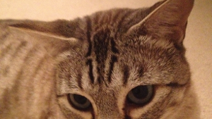 Lost Pet: Rico