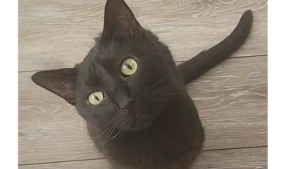 Lost Pet: Salem