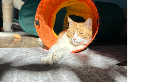 Lost Pet: Henry