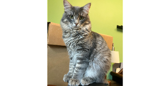 Lost Pet: Fonzy