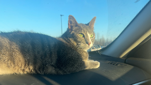Lost Pet: Michael