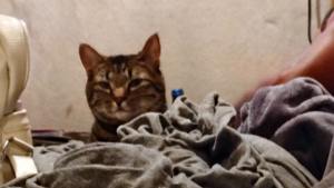 Lost Pet: Zeus