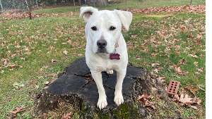 Lost Pet: Georgie