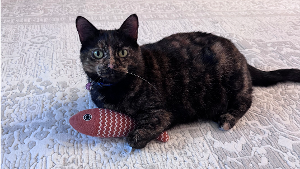 Lost Pet: Onion