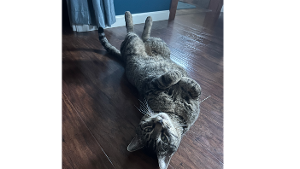 Lost Pet: Kittay