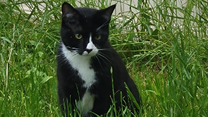 Lost Pet: Kurtis