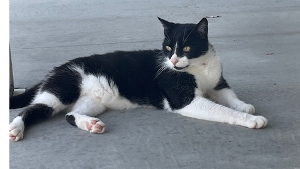 Lost Pet: Stanley