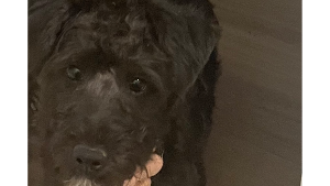 Lost Pet: Missy