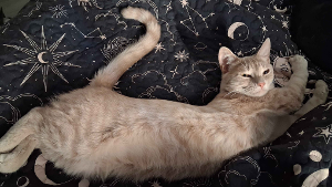 Lost Pet: Roswell