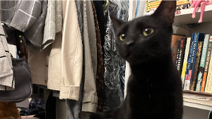 Lost Pet: Bag