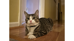 Lost Pet: Naveen