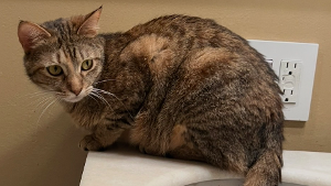 Lost Pet: Pasta