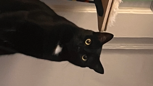 Lost Pet: Zeno