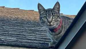 Lost Pet: Riley