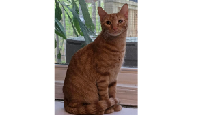 Lost Pet: Toby