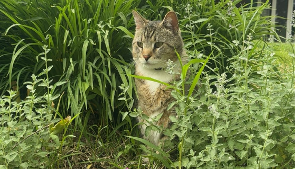 Lost Pet: Finn