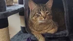 Lost Pet: Sir Keefe