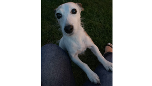Lost Pet: Roxy