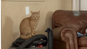 Lost Pet: LAVENDER FTA