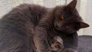 Lost Pet: Smokey