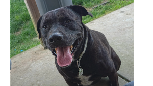 Lost Pet: Kona
