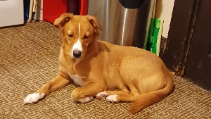 Lost Pet: Kyrah