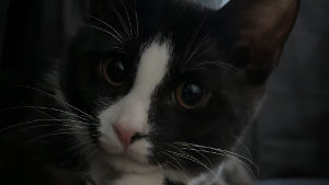 Lost Pet: Bruce