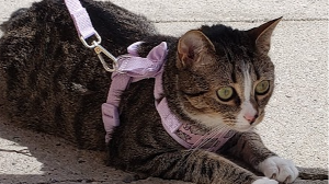 Lost Pet: Lily