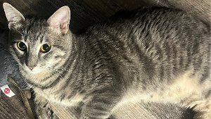 Lost Pet: Mr. Fox