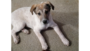 Lost Pet: Macie mae