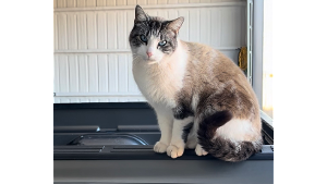 Lost Pet: Cotton